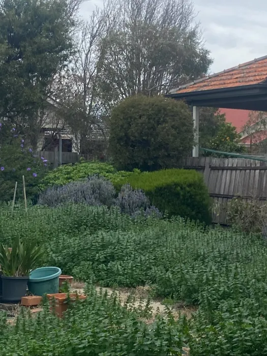 Garden before